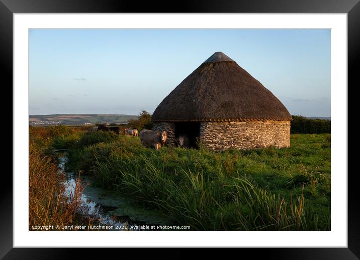 Marsh life. The curious round thatched barn on Braunton Marsh Framed Mounted Print by Daryl Peter Hutchinson