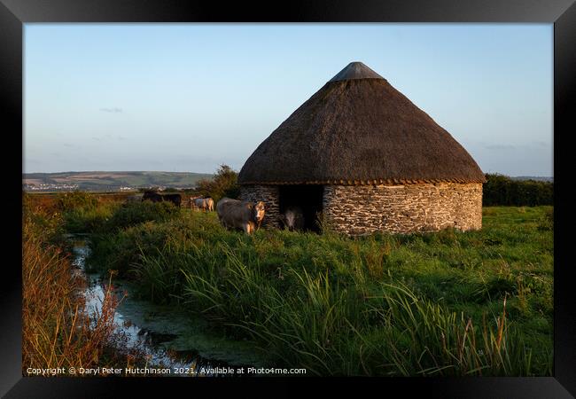 Marsh life. The curious round thatched barn on Braunton Marsh Framed Print by Daryl Peter Hutchinson