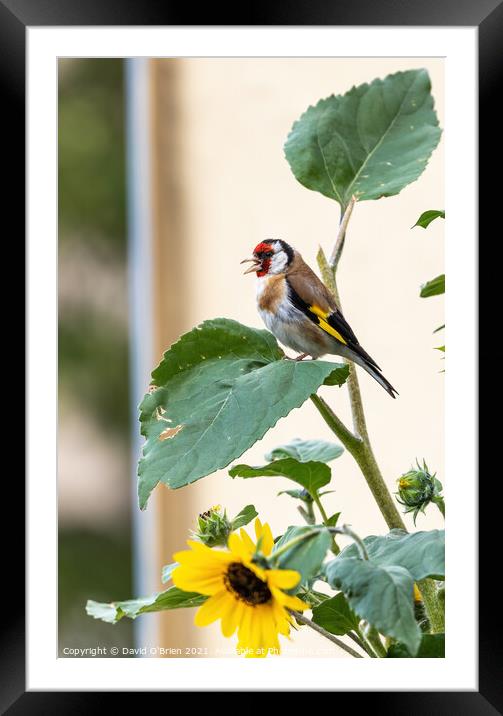 Goldfinch sitting in sunflower plant Framed Mounted Print by David O'Brien
