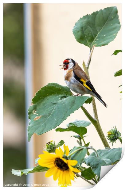 Goldfinch sitting in sunflower plant Print by David O'Brien