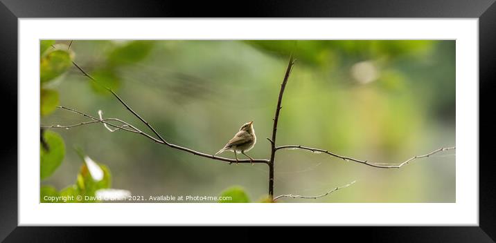 Common Chiffchaff Framed Mounted Print by David O'Brien