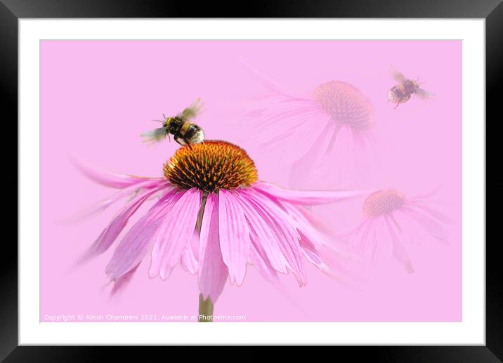 Busy Bee Framed Mounted Print by Alison Chambers
