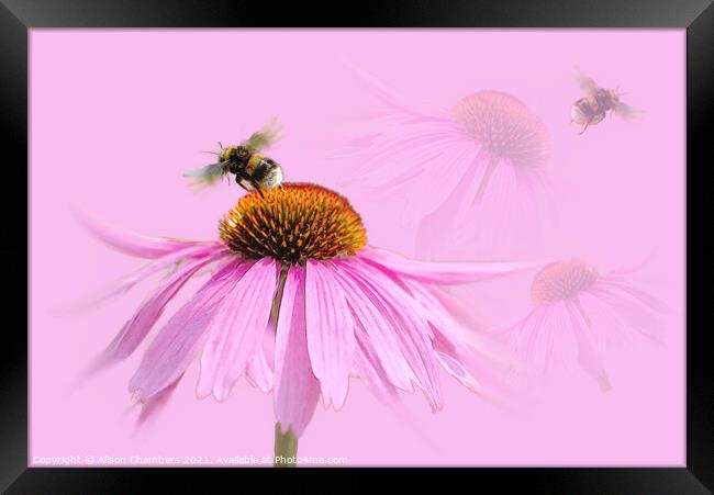 Busy Bee Framed Print by Alison Chambers