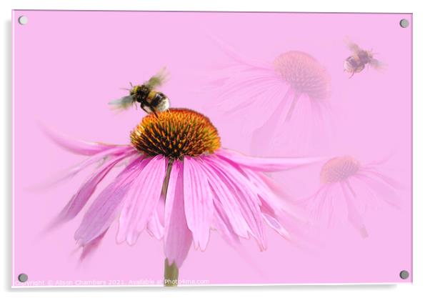 Busy Bee Acrylic by Alison Chambers