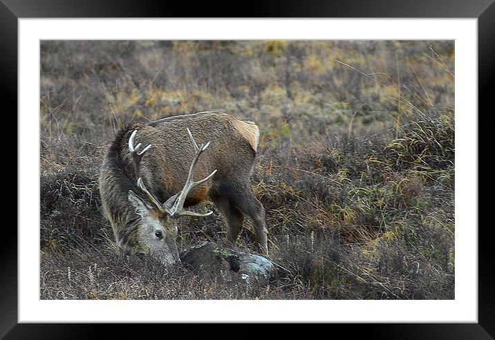 Grazing Stag Framed Mounted Print by Jacqi Elmslie