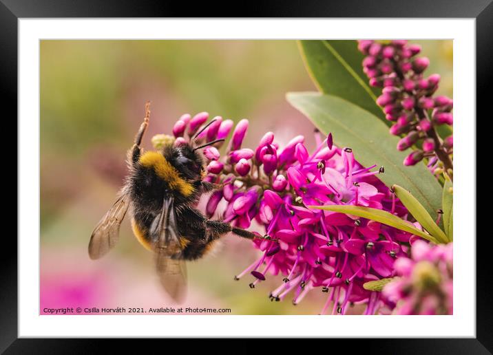 Bumblebee collecting pollen on pink flower Framed Mounted Print by Csilla Horváth