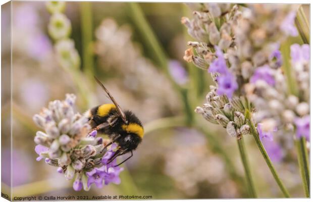 Bumblebee collecting pollen Canvas Print by Csilla Horváth