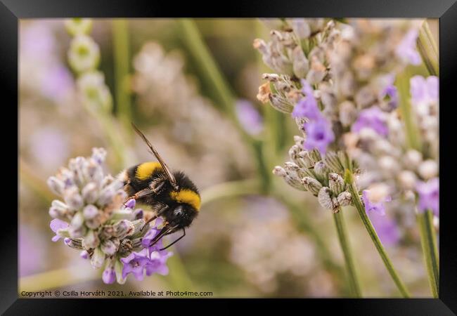 Bumblebee collecting pollen Framed Print by Csilla Horváth