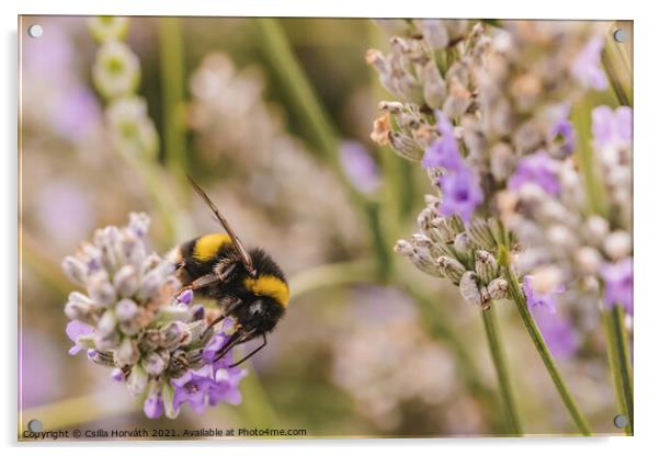 Bumblebee collecting pollen Acrylic by Csilla Horváth
