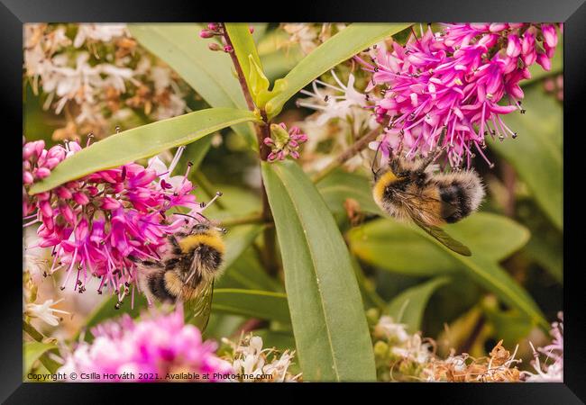 Bumblebees collecting pollen on pink flower Framed Print by Csilla Horváth