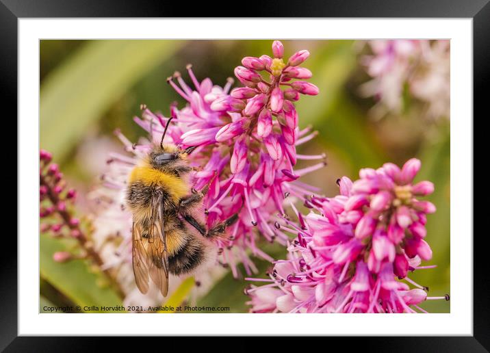 Bumblebee collecting pollen on pink flower Framed Mounted Print by Csilla Horváth