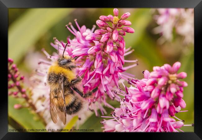 Bumblebee collecting pollen on pink flower Framed Print by Csilla Horváth