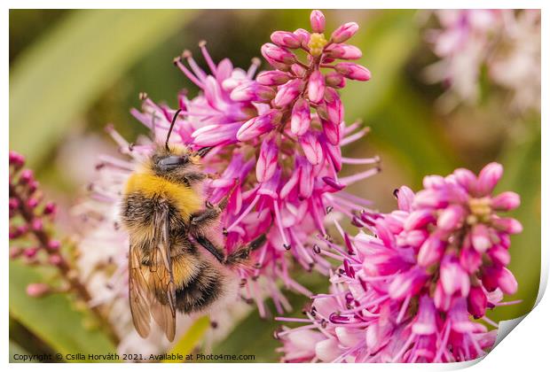 Bumblebee collecting pollen on pink flower Print by Csilla Horváth
