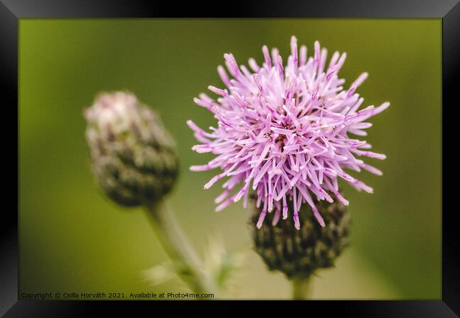 Purple flower with green background Framed Print by Csilla Horváth