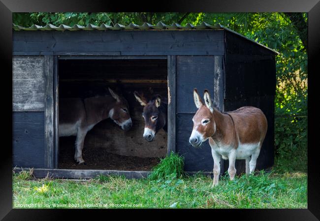 Three donkey friends Framed Print by Joy Walker