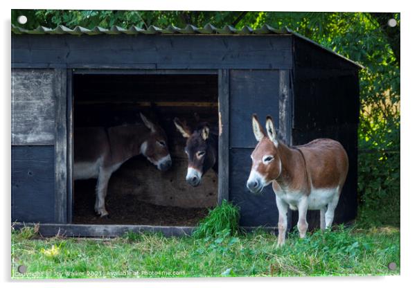 Three donkey friends Acrylic by Joy Walker