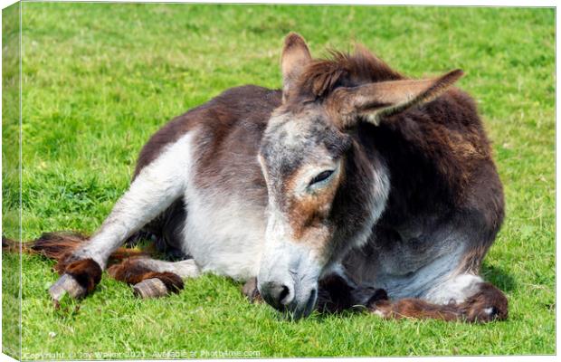 An old donkey lying down and taking it easy in the sunshine Canvas Print by Joy Walker