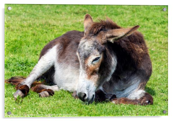 An old donkey lying down and taking it easy in the sunshine Acrylic by Joy Walker