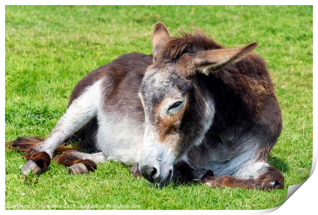 An old donkey lying down and taking it easy in the sunshine Print by Joy Walker