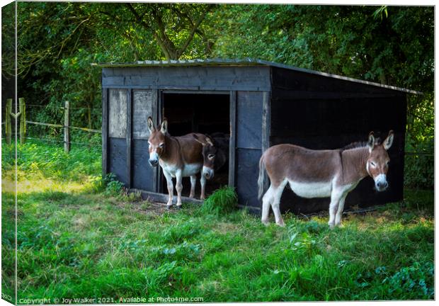 Three donkeys around their stable Canvas Print by Joy Walker