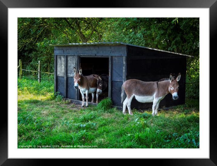 Three donkeys around their stable Framed Mounted Print by Joy Walker