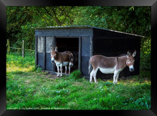Three donkeys around their stable Framed Print by Joy Walker