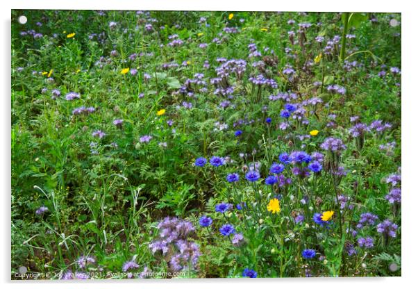 A group of blue cornflowers growing in a field Acrylic by Joy Walker