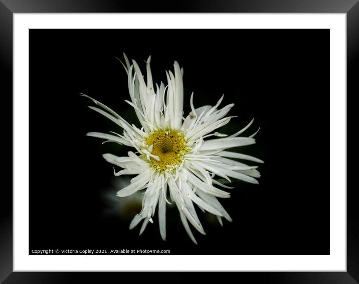 Flower Framed Mounted Print by Victoria Copley