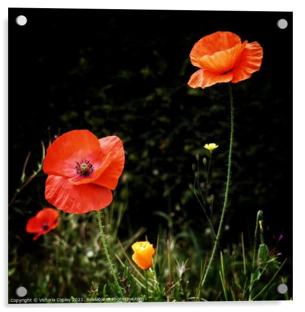 Poppy in field Acrylic by Victoria Copley