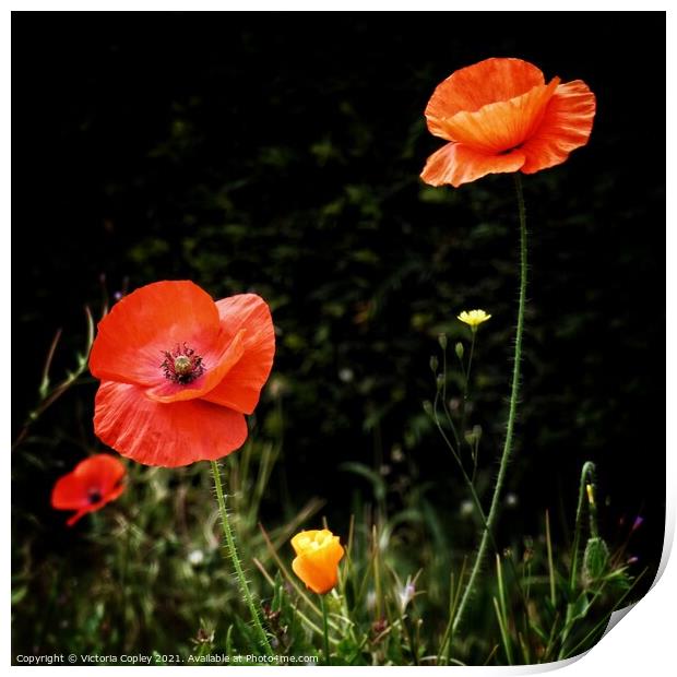 Poppy in field Print by Victoria Copley