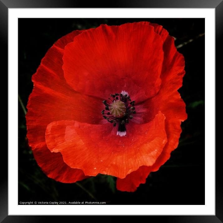 Poppy Framed Mounted Print by Victoria Copley