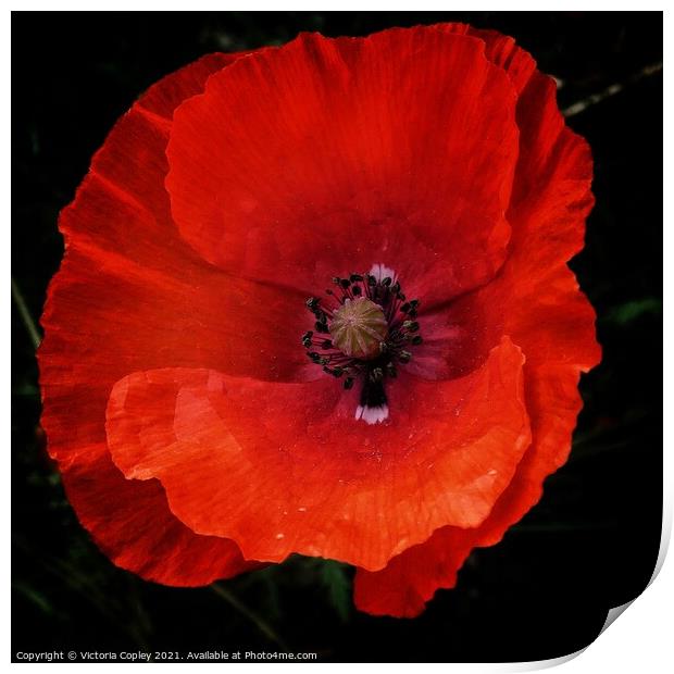 Poppy Print by Victoria Copley