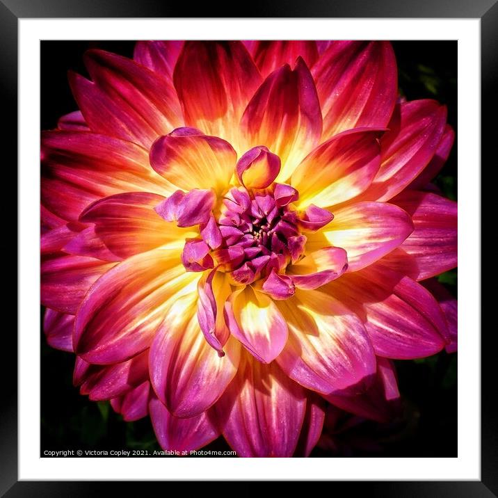 Dahlia Framed Mounted Print by Victoria Copley