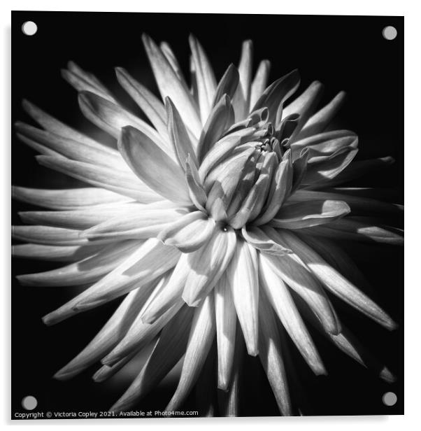 Monochrome dahlia Acrylic by Victoria Copley