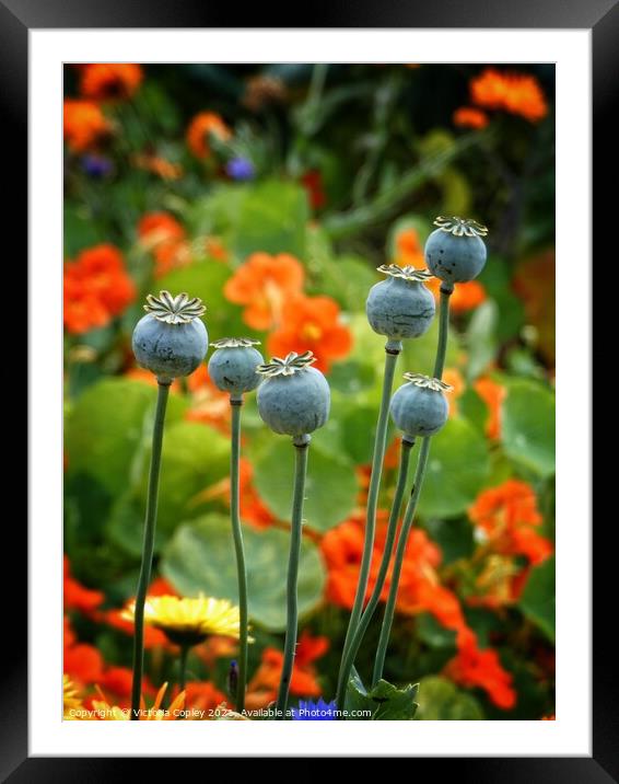 Poppy seed heads Framed Mounted Print by Victoria Copley