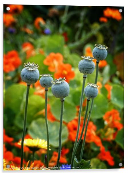 Poppy seed heads Acrylic by Victoria Copley