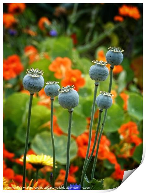 Poppy seed heads Print by Victoria Copley