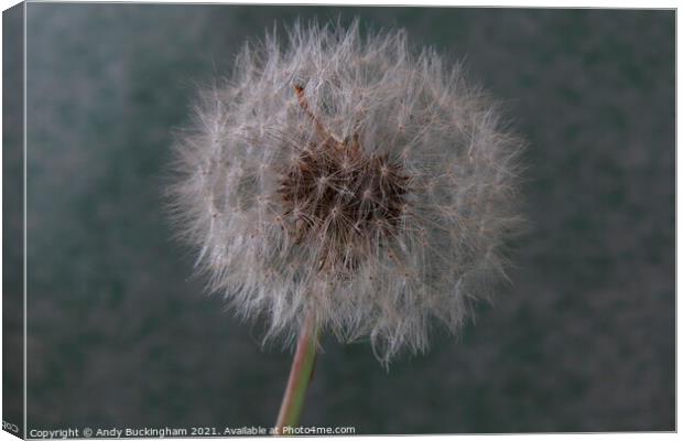 A close up of a Dandelion Clock Canvas Print by Andy Buckingham