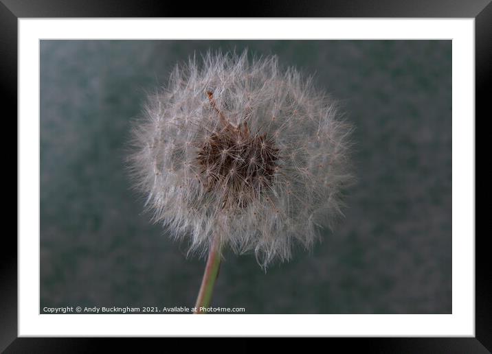 A close up of a Dandelion Clock Framed Mounted Print by Andy Buckingham