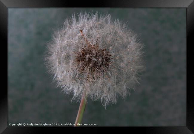 A close up of a Dandelion Clock Framed Print by Andy Buckingham