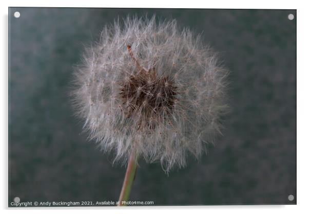 A close up of a Dandelion Clock Acrylic by Andy Buckingham