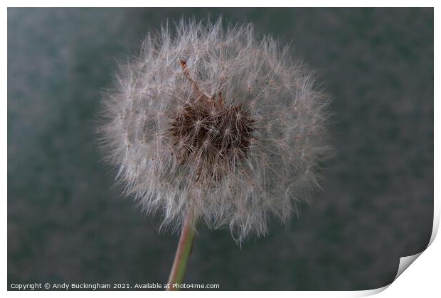 A close up of a Dandelion Clock Print by Andy Buckingham
