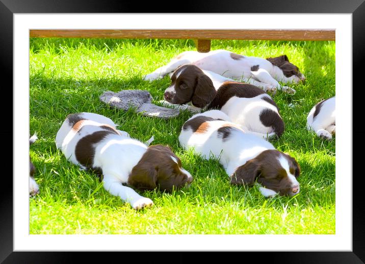 Springer Puppies having a sleep Framed Mounted Print by Philip Gough