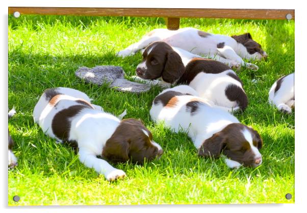 Springer Puppies having a sleep Acrylic by Philip Gough