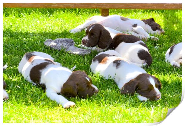 Springer Puppies having a sleep Print by Philip Gough