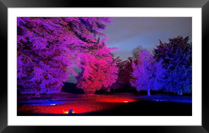 Trentham gardens trees lit at Christmas  Framed Mounted Print by Daryl Pritchard videos