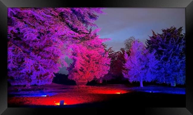 Trentham gardens trees lit at Christmas  Framed Print by Daryl Pritchard videos