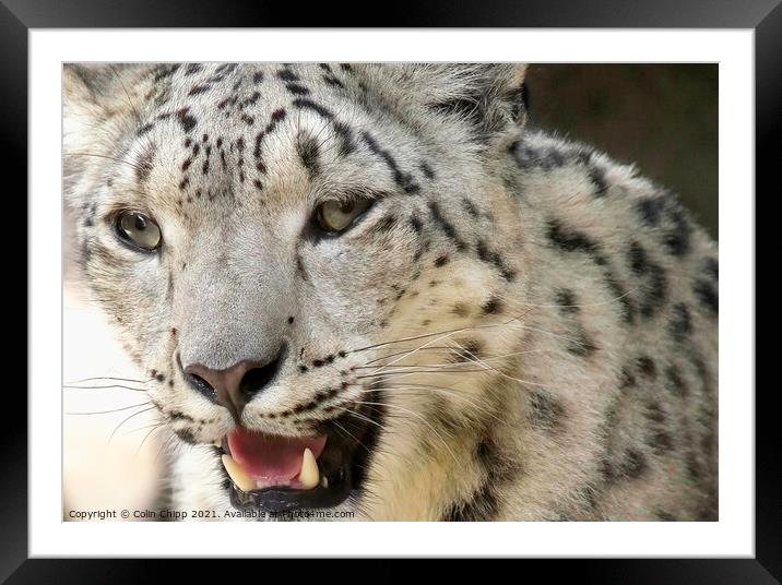 Snow leopard Framed Mounted Print by Colin Chipp