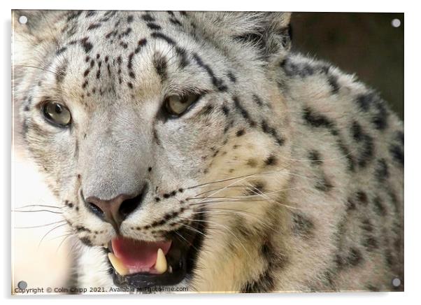 Snow leopard Acrylic by Colin Chipp