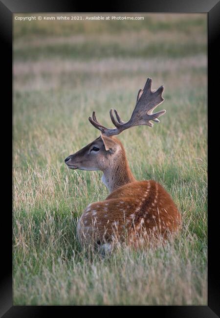 Resting deer Framed Print by Kevin White